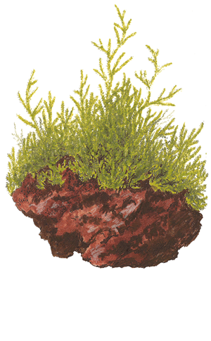 TROPICA 1-2-GROW! 'BOGOR MOSS'