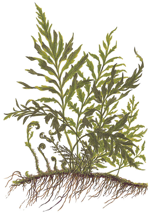 TROPICA BOLBITIS HEUDELOTII XL