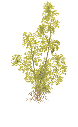TROPICA PLANT PACK LIMNOPHILA SESSILIFLORA