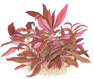 TROPICA 1-2-GROW! ALTERNANTHERA REINECKII 'MINI'