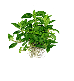 TROPICA PLANT PACK STAUROGYNE REPENS