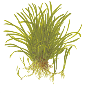 TROPICA PLANT PACK LILAEOPSIS BRASILIENSIS