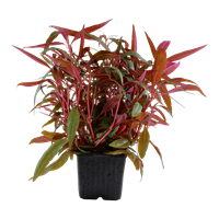 TROPICA XL ALTERNANTHERA REINECKII 'PINK'