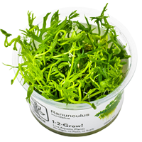 TROPICA 1-2-GROW! RANUNCULUS INUNDATUS