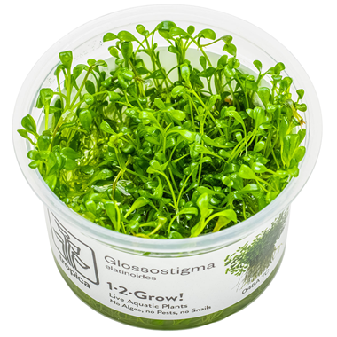 Tropica 1-2-Grow! Glossostigma elatinoides