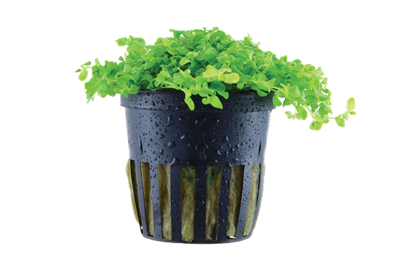 TROPICA POTTED MONTE CARLO