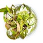 TROPICA 1-2-GROW! CRYPT. NURII