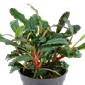 TROPICA POTTED BUCE. 'RED'