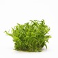 TROPICA 1-2-GROW! LIMNO. AQUATICA