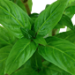 Tropica Potted Staurogyne Repens