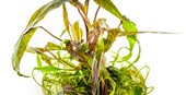 TROPICA 1-2-GROW! CRYPT. NURII