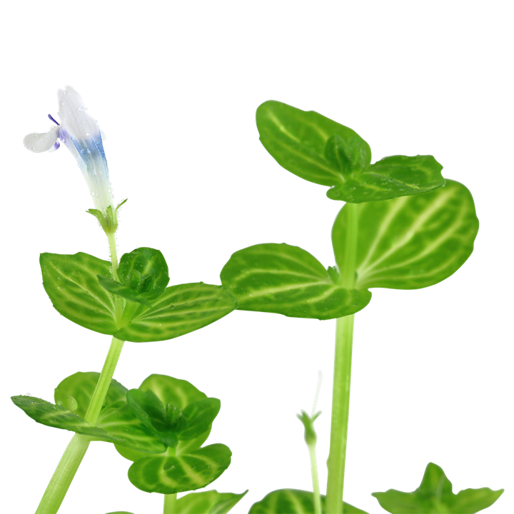 TROPICA POTTED PLANT LINDERNIA ROTUNDIFOLIA