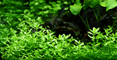 TROPICA MINI POT BACOPA MONNIERI 'COMPACT'