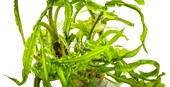 TROPICA 1-2-GROW! CRYPT. CRISPATULA