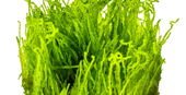 TROPICA 1-2-GROW! TAXI. 'FLAME MOSS'