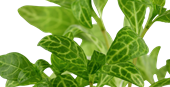TROPICA HYGRO. 'ROSANERVIG'