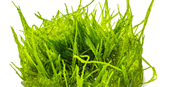 TROPICA 1-2-GROW! 'BOGOR MOSS'