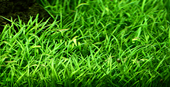 TROPICA PLANT PACK LILAEOPSIS BRASILIENSIS