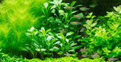 TROPICA PLANT PACK LOBELIA CARDINALIS