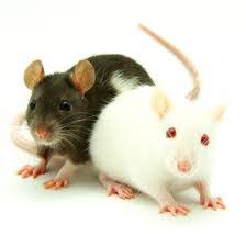 RAT SMALL LIVE