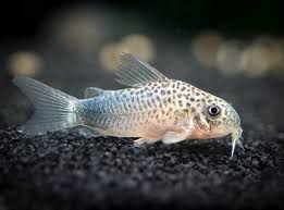 SIMILIS CORY