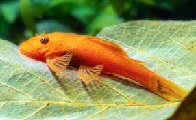 SUPER RED PLECO