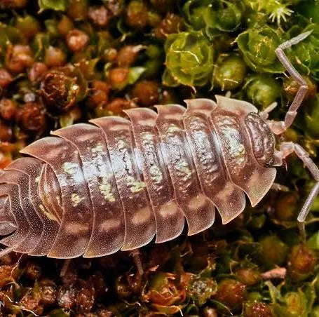 ISOPOD ONISCUS ASSELUS 12 PK
