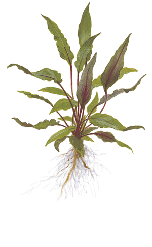 TROPICA POT CRYPT. 'PETCHII'