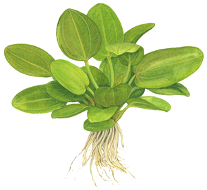 TROPICA POTTED ECHIN. 'AQUARTICA'