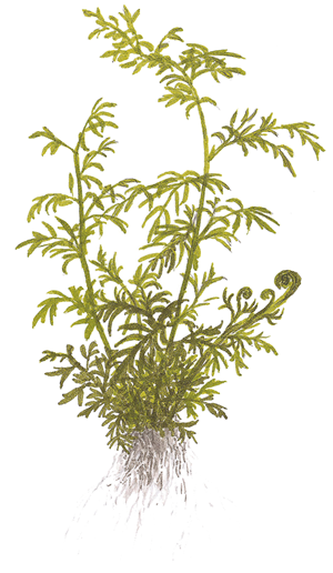 TROPICA POTTED CERATOPTERIS