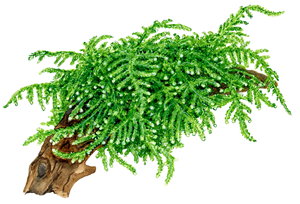 TROPICA 1-2-GROW! VESICULARIA FERRIEI 'WEEPING MOSS'