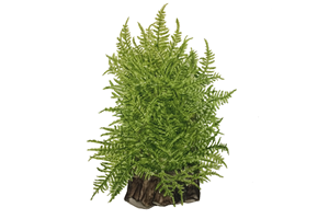 Tropica 1-2-Grow! Taiwan Moss