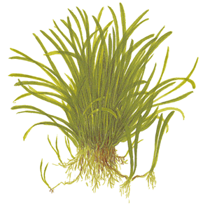 TROPICA POTTED LILAEOPSIS BRASILIENSIS