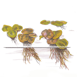 TROPICA 1-2-GROW! PHYL. FLUITANS