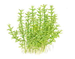 TROPICA 1-2-GROW! GRATIOLA VISCIDULA