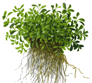 Tropica 1-2-Grow! Glossostigma elatinoides