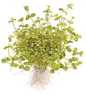 TROPICA POTTED BACOPA AUSTRALIS
