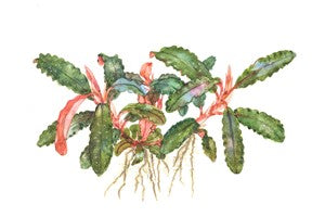 TROPICA POTTED BUCE. 'RED'