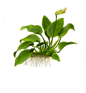 TROPICA POTTED ANUBIAS BARTERI 'LARGE'