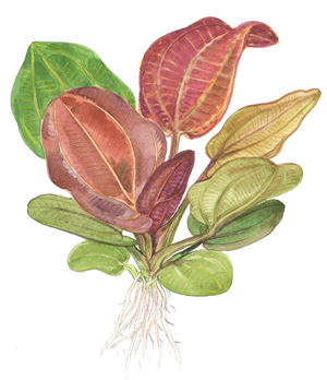 TROPICA POTTED ECHINODORUS 'RENI'