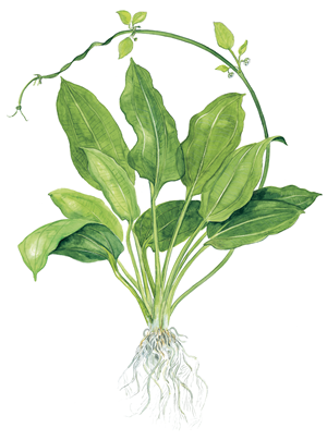 TROPICA POTTED ECHIN. 'BLEHERAE'