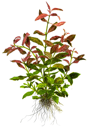TROPICA HYGRO. 'ROSANERVIG'