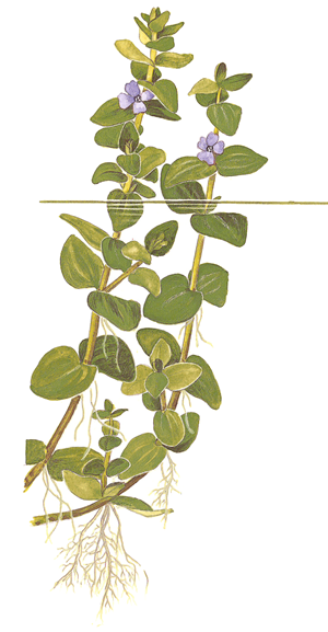TROPICA MINI POT BACOPA CAROLINIANA