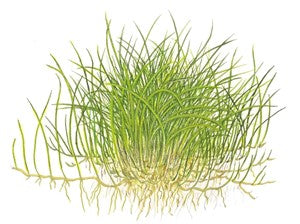 TROPICA 1-2-GROW! ELEOCHARIS PUSILLA 'MINI'
