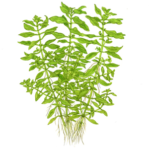 TROPICA POTTED LUDWIGIA PALUSTRIS 'GREEN'