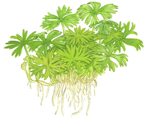 TROPICA 1-2-GROW! RANUNCULUS INUNDATUS