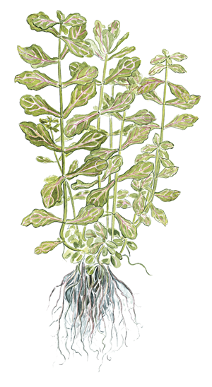 TROPICA POTTED PLANT SHINNERSIA RIVULARIS