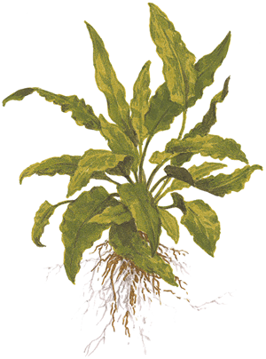 TROPICA POTTED CRYPT. WENDTII 'GREEN'