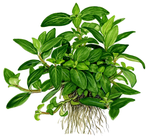Tropica Potted Staurogyne Repens