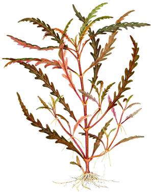 TROPICA 1-2-GROW! HYGROPHILA PINNATIFIDA